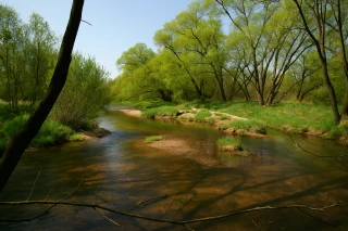 Klidná řeka v lese